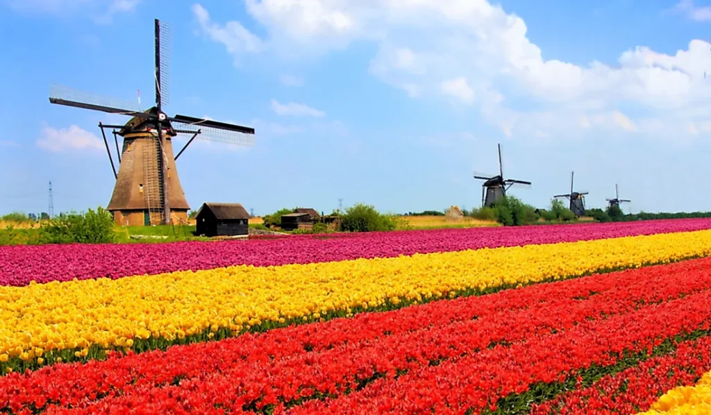 Peluang Bisnis Agrikultural di Tanah Belanda yang Subur